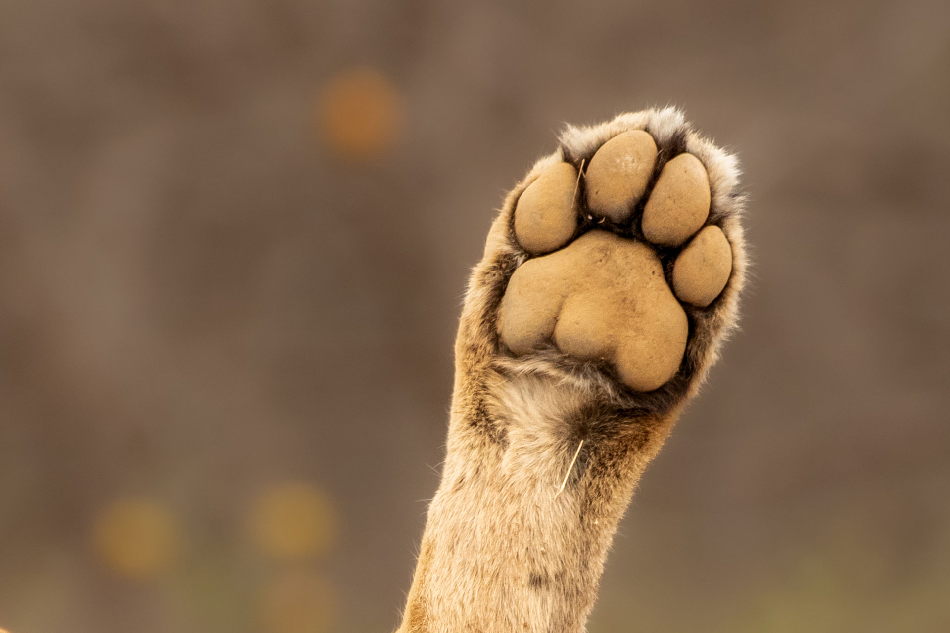 A lion's paw raised towards the sky