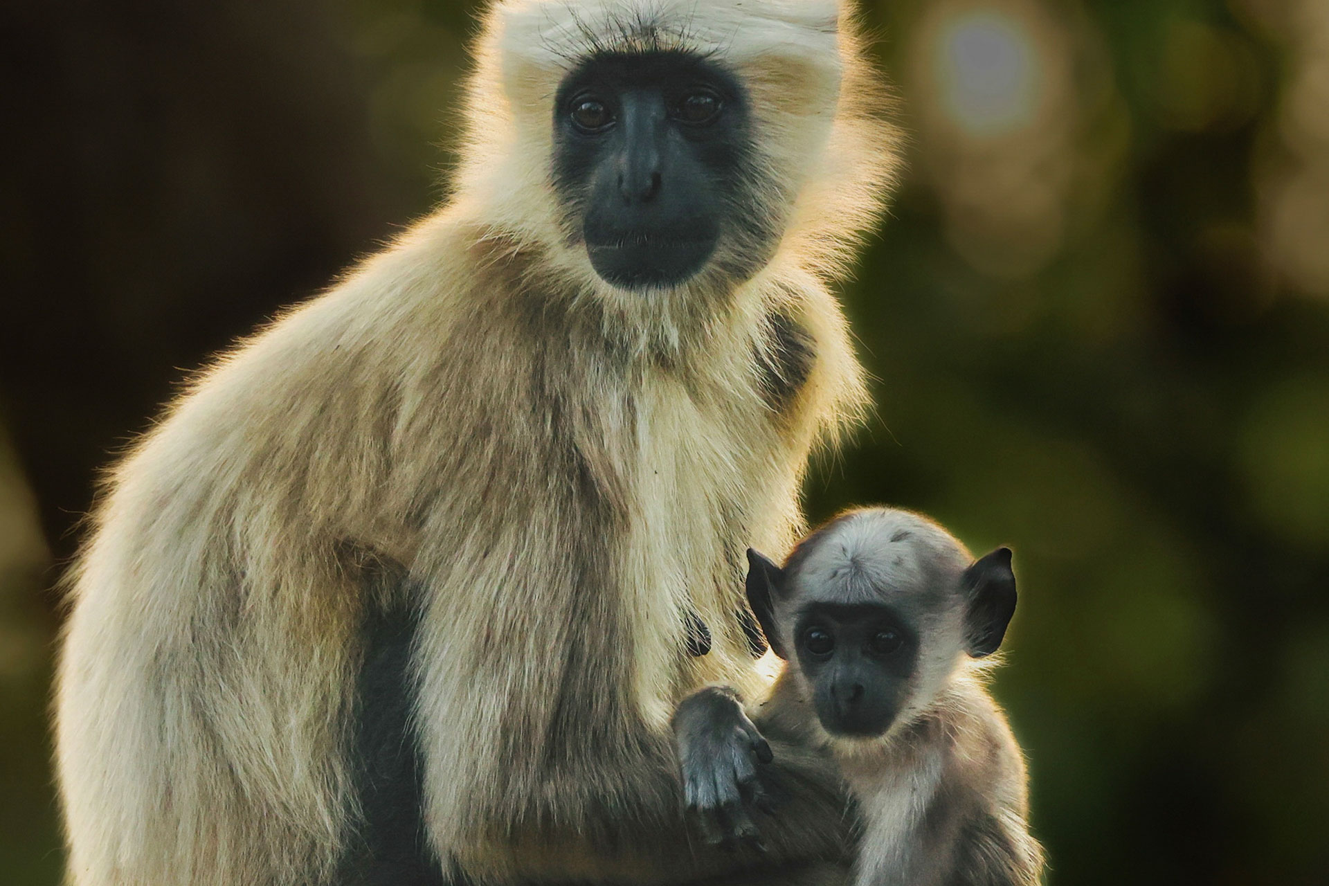 A langur mother holding her baby