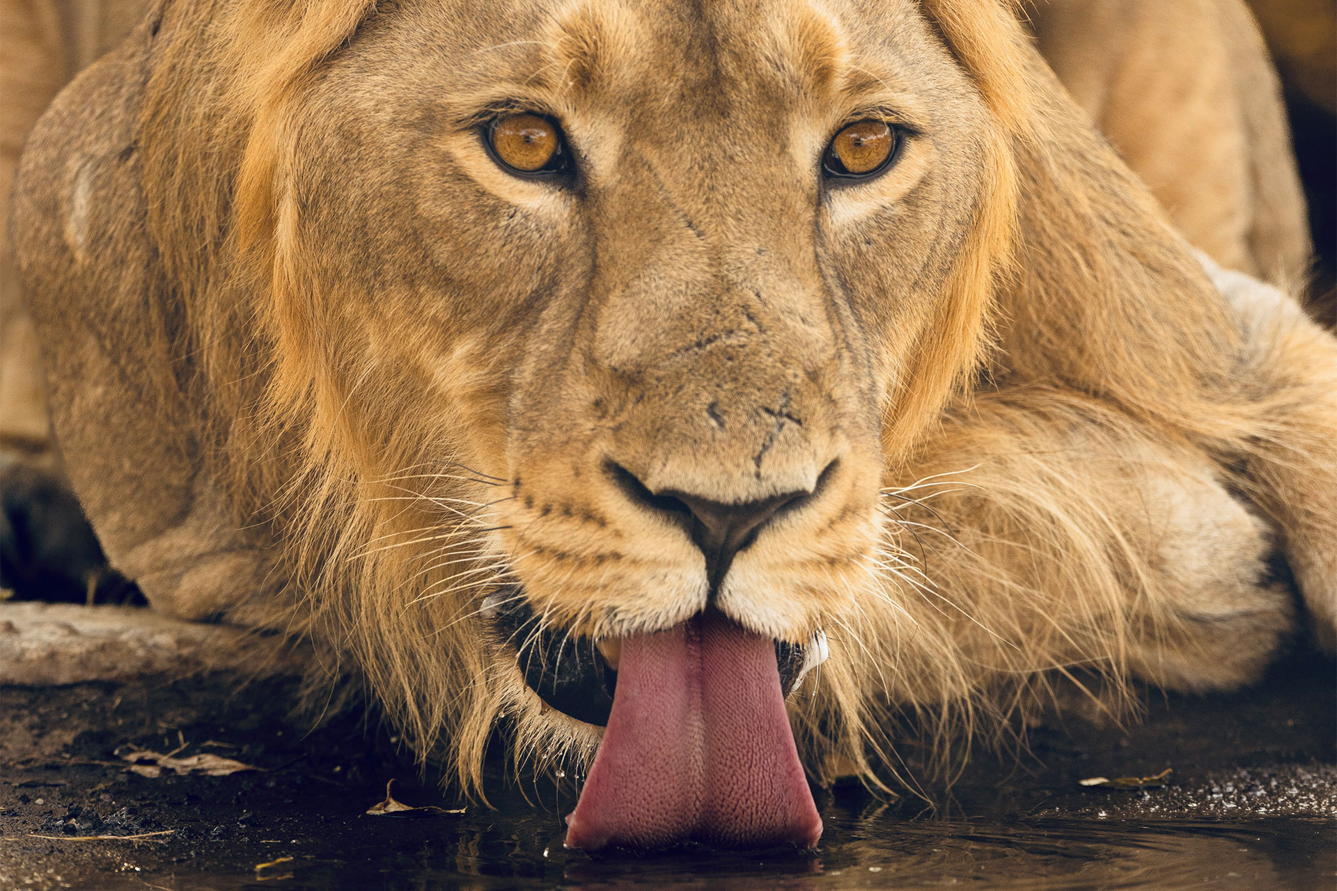 A close-up of a lion drinking water