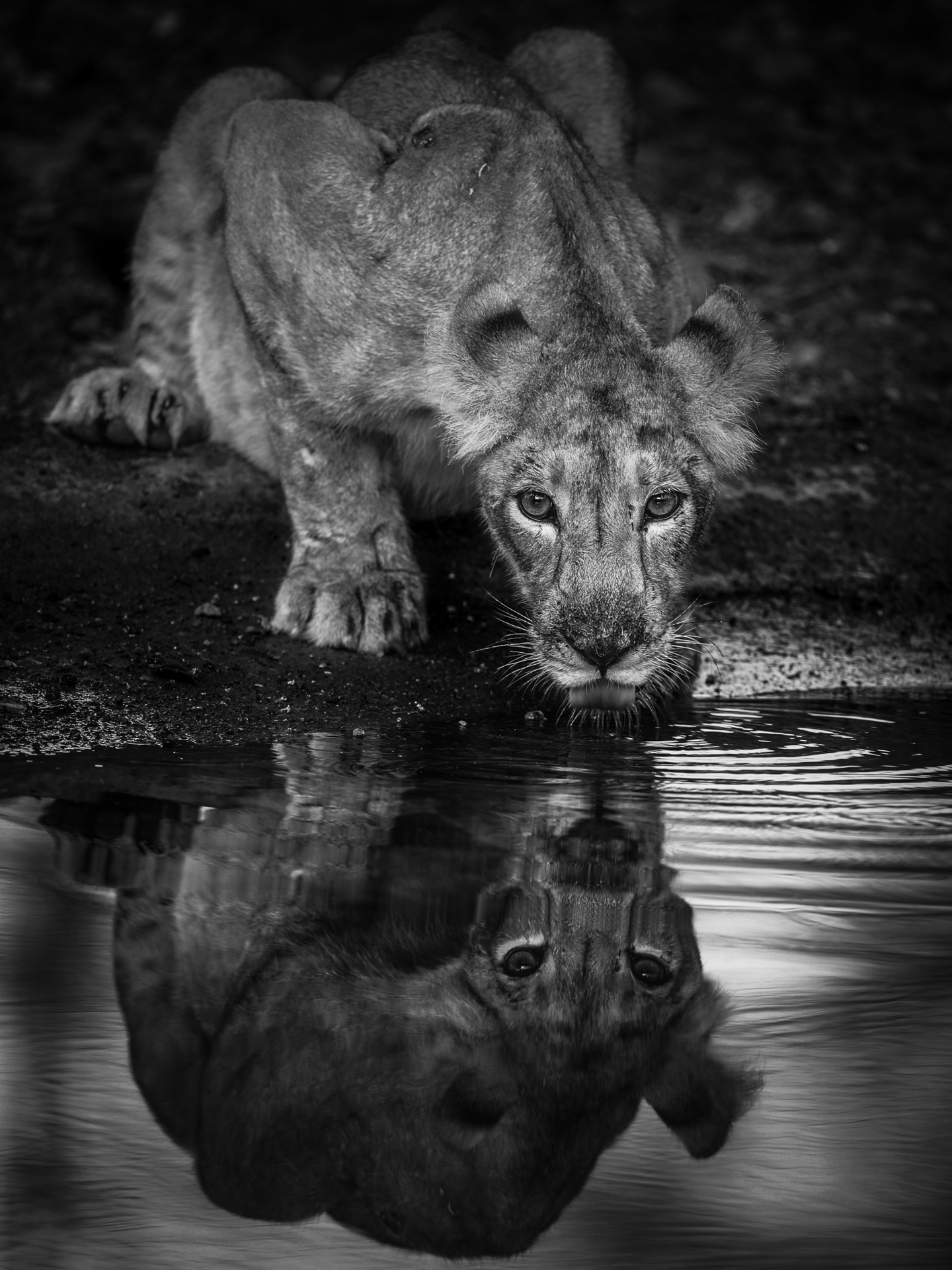 A lion cub drinking, its face reflected in the water, in black and white