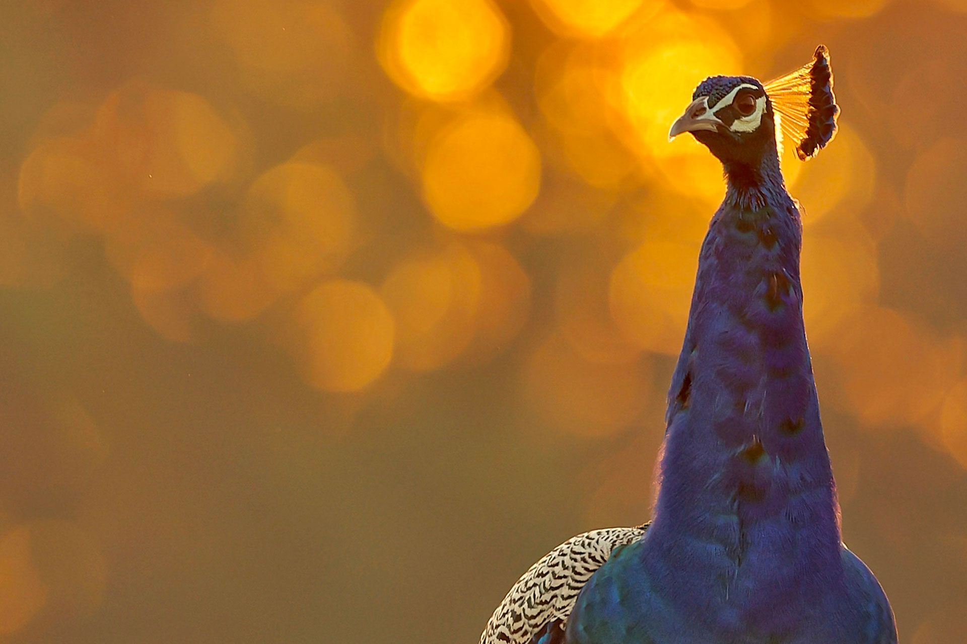 A peacock against a background of golden bokeh
