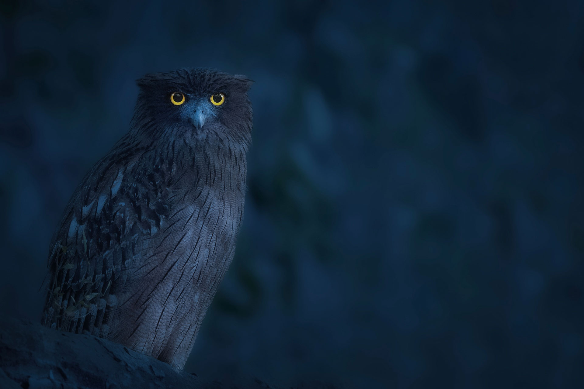 An owl perched in deep blue twilight