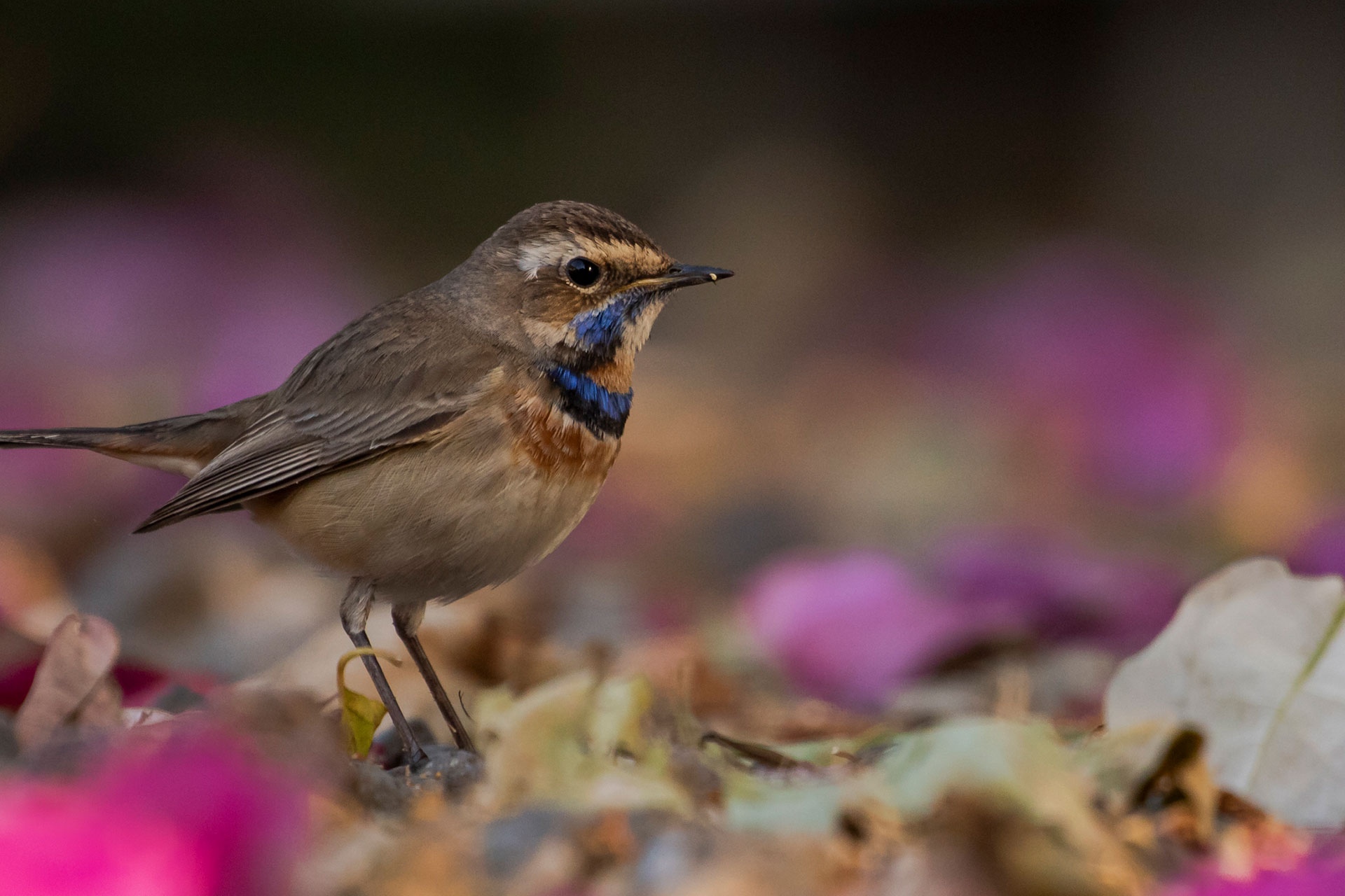 A bluethroat standing among pink flowers
