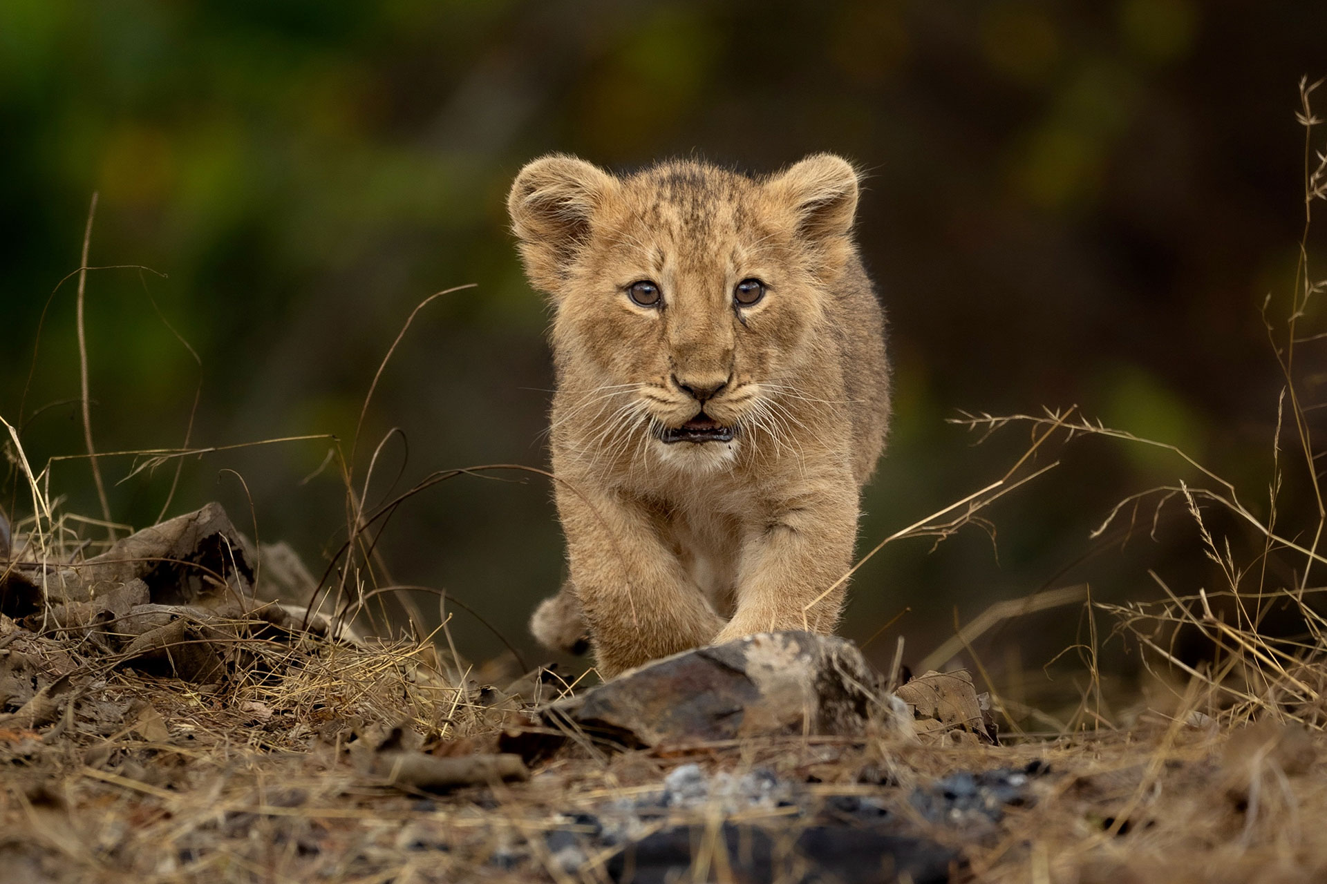A lion cub walking towards the camera