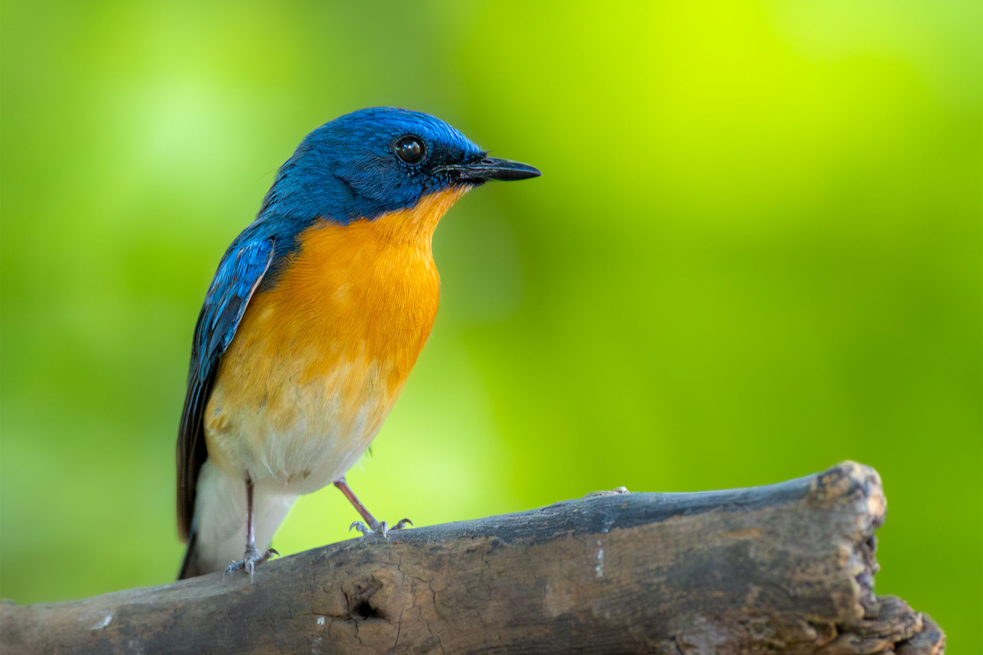 A blue and orange flycatcher perched on a branch