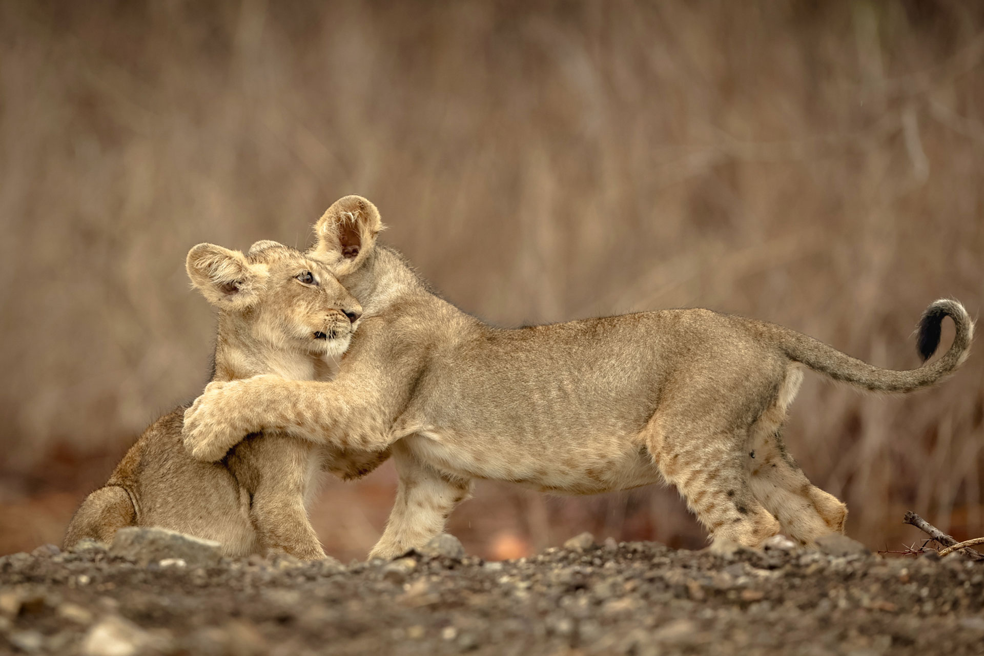 Two lion cubs playing together