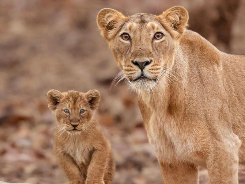 A lioness standing with her cub