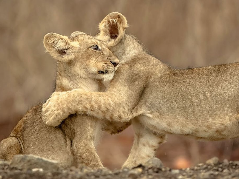 Two lion cubs embracing