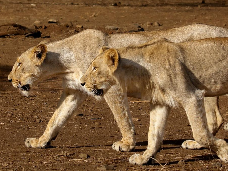 Two lionesses walking side by side