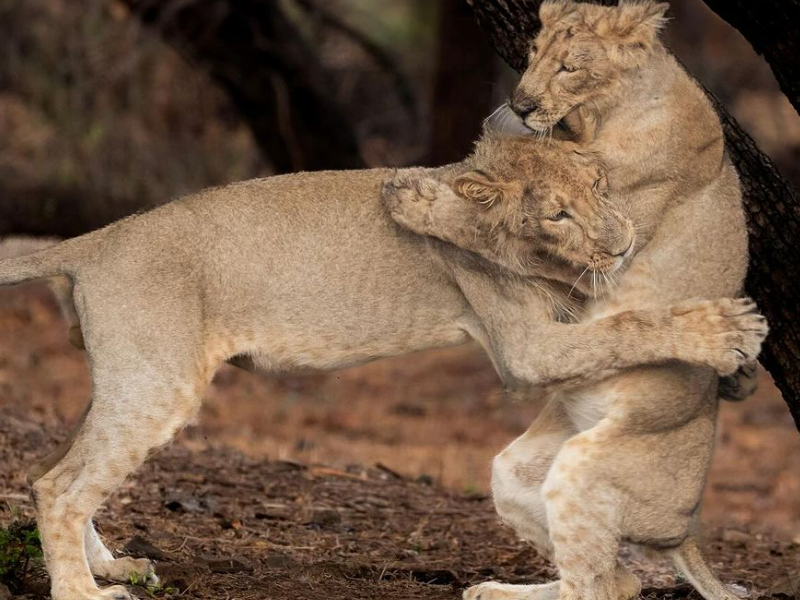 Two young lions play-fighting