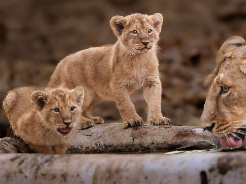 Lion cubs on a log beside a drinking lioness