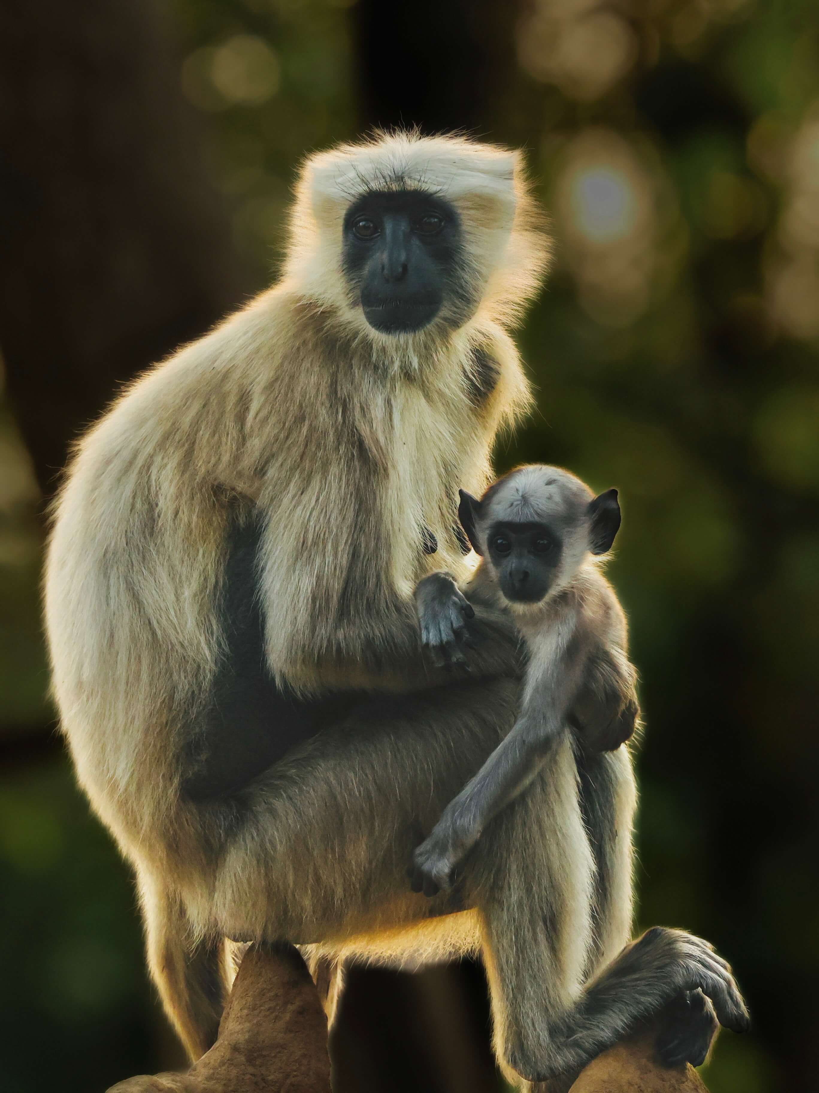 A langur mother holding her baby