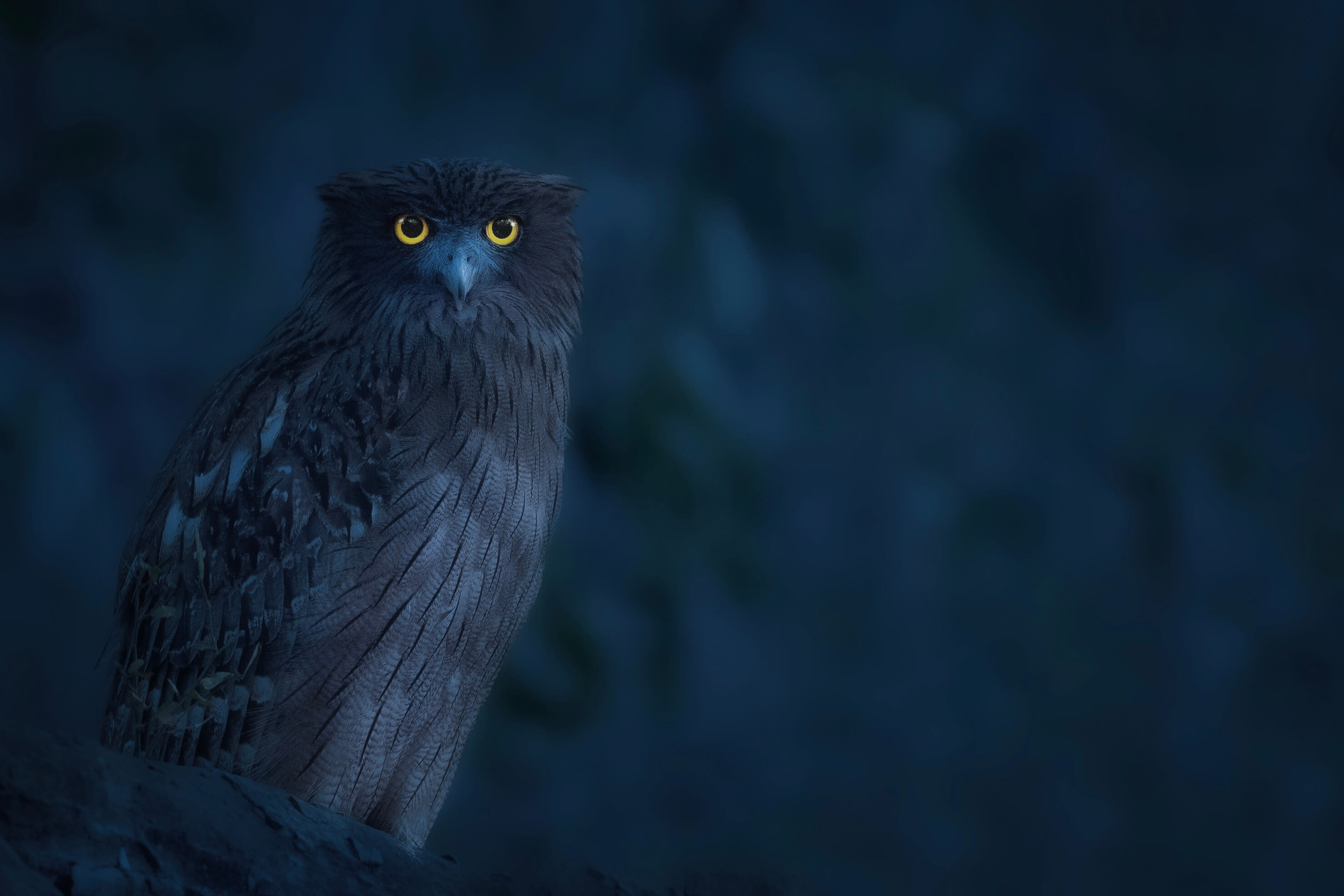 An owl in blue twilight