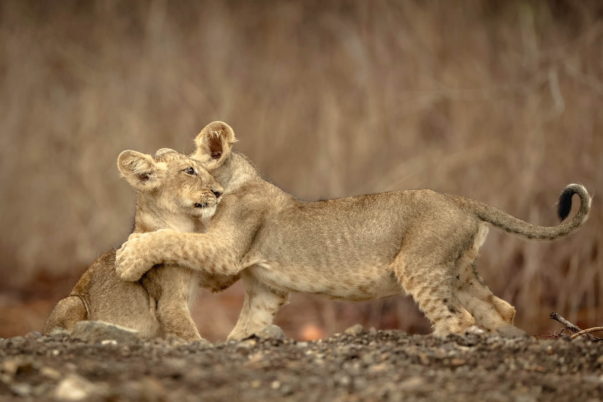 Two lion cubs playing