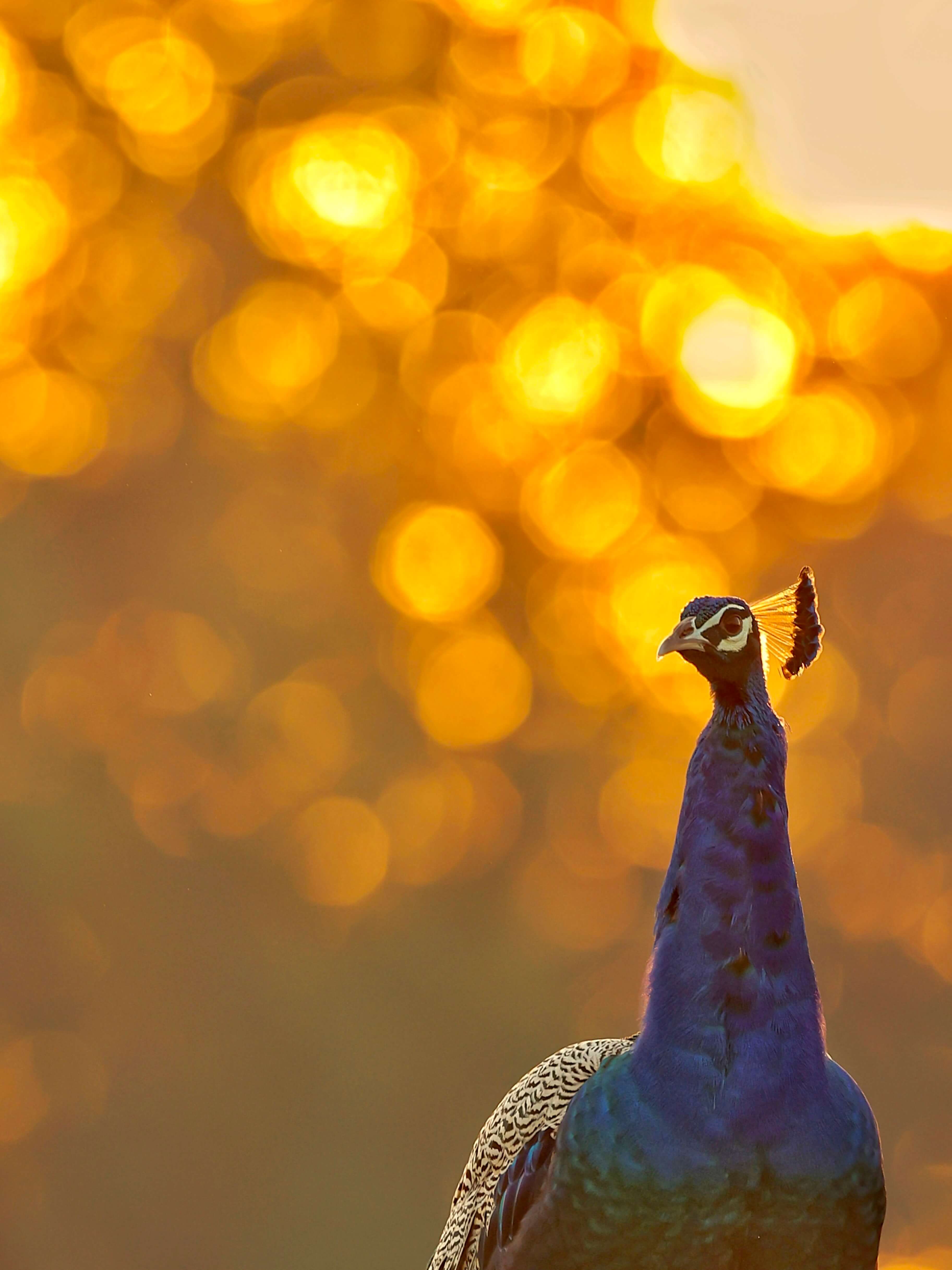 A peacock against golden bokeh
