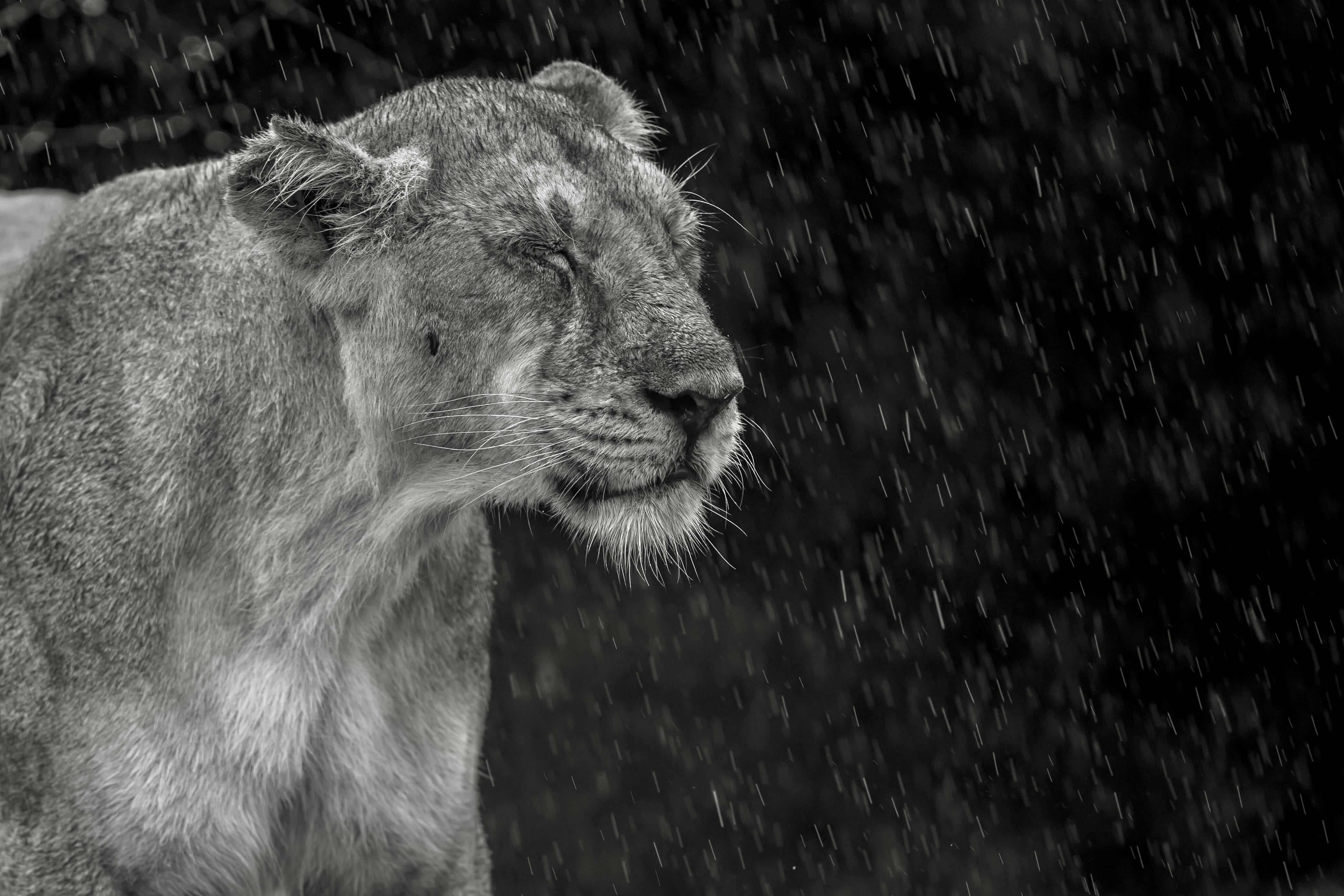 A lioness in the rain, in black and white