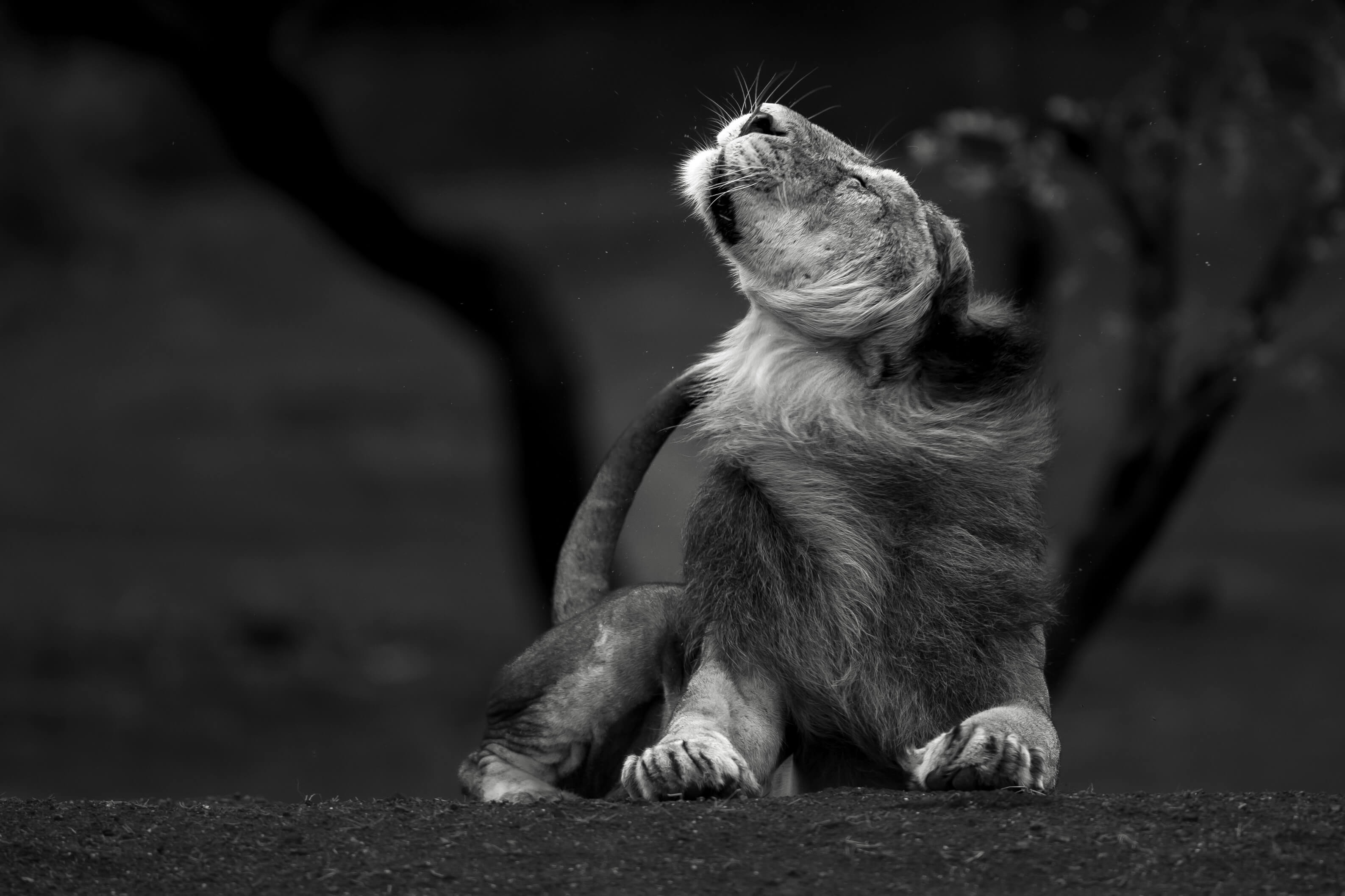 A lion sitting and looking up, in black and white