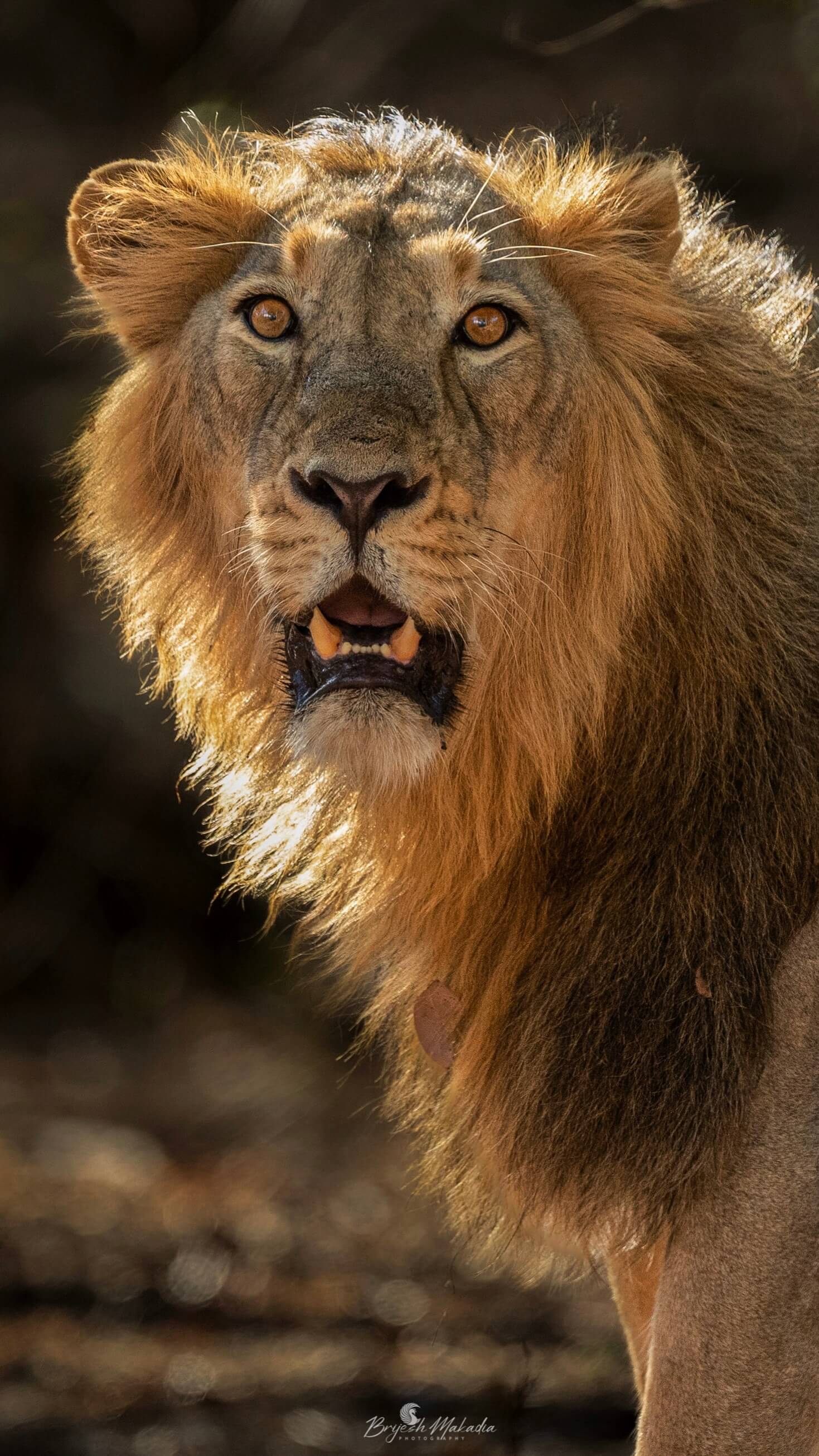 Portrait of a male Asiatic lion