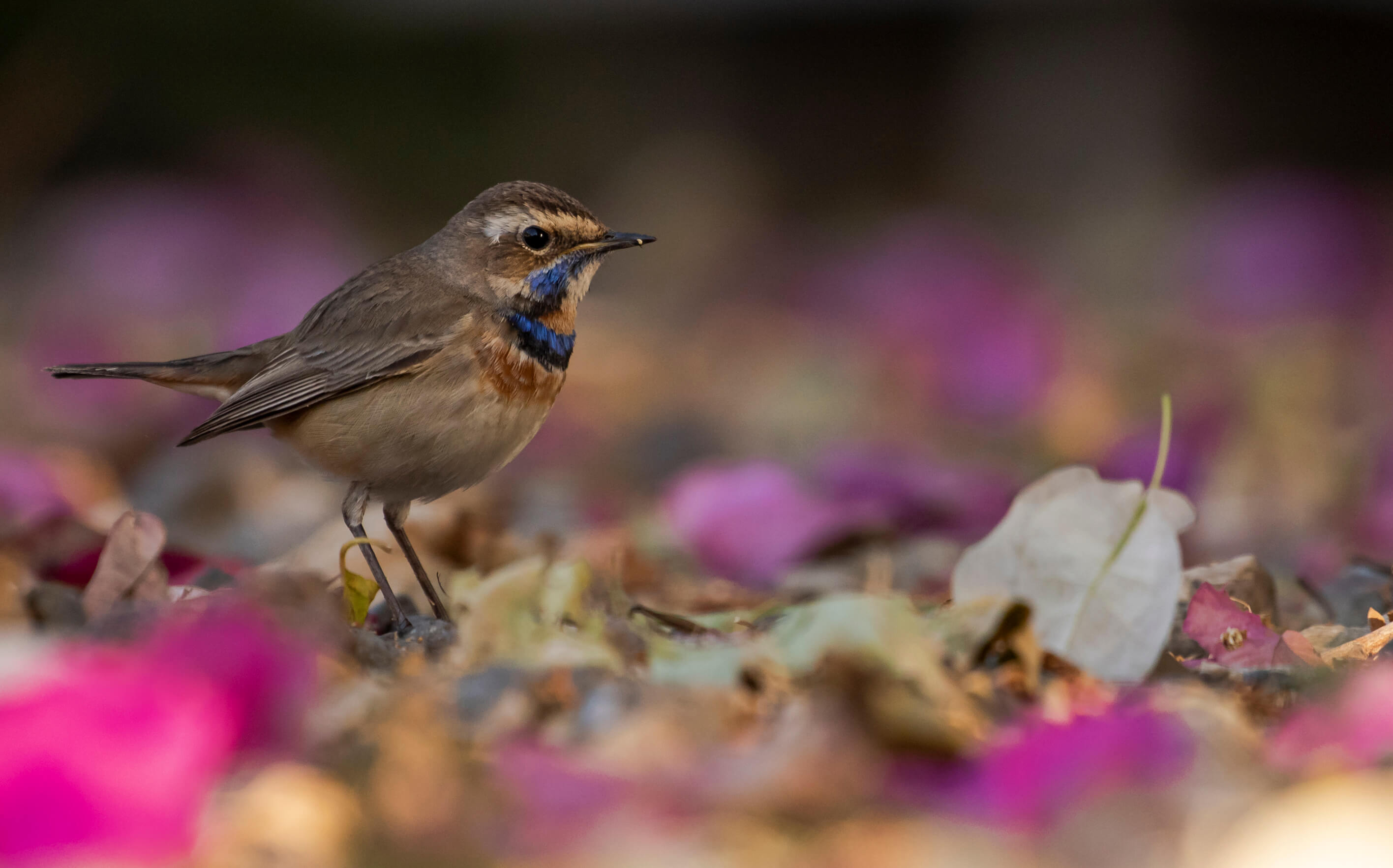 A bluethroat among pink flowers