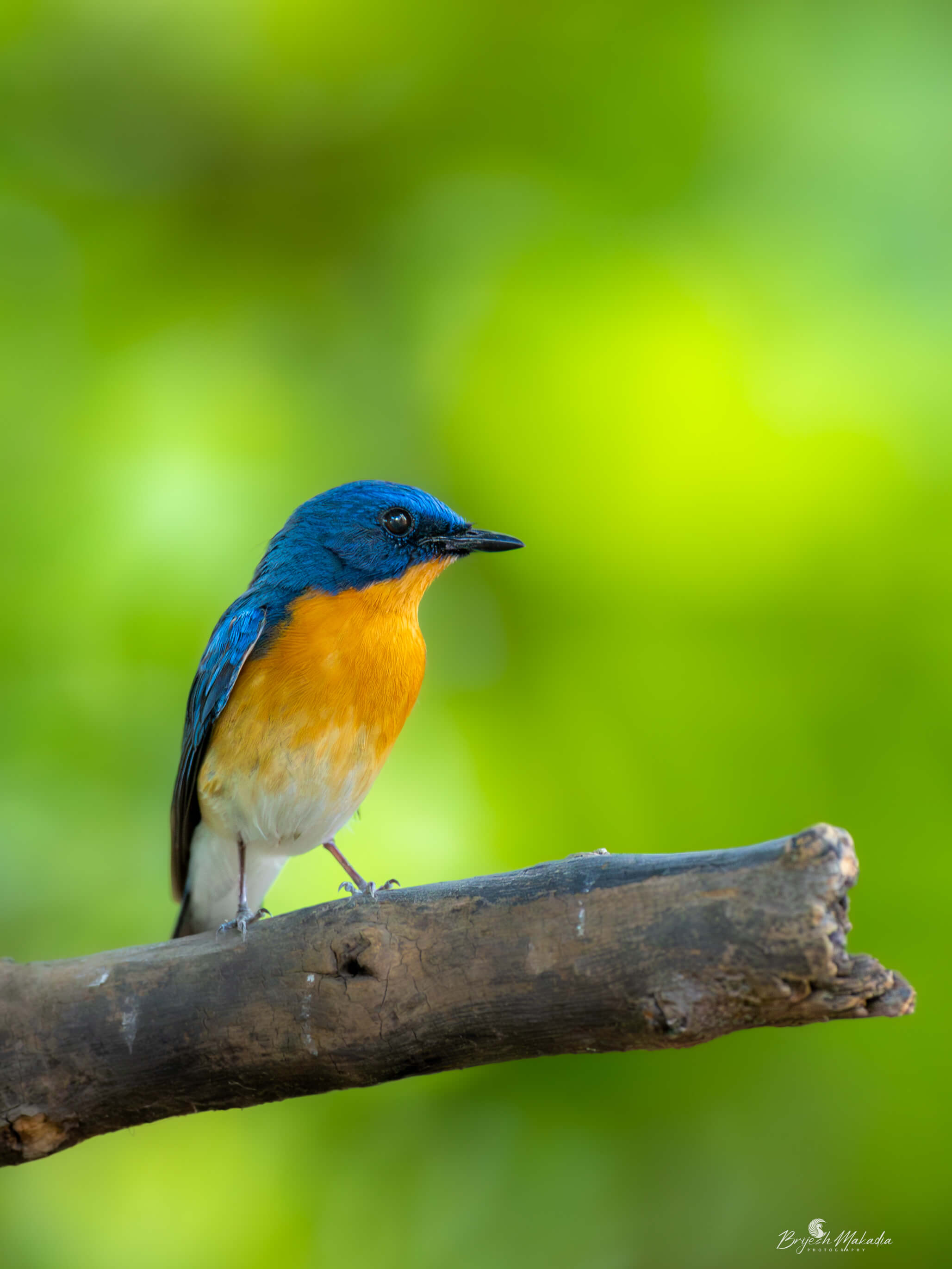 A blue and orange flycatcher on a branch