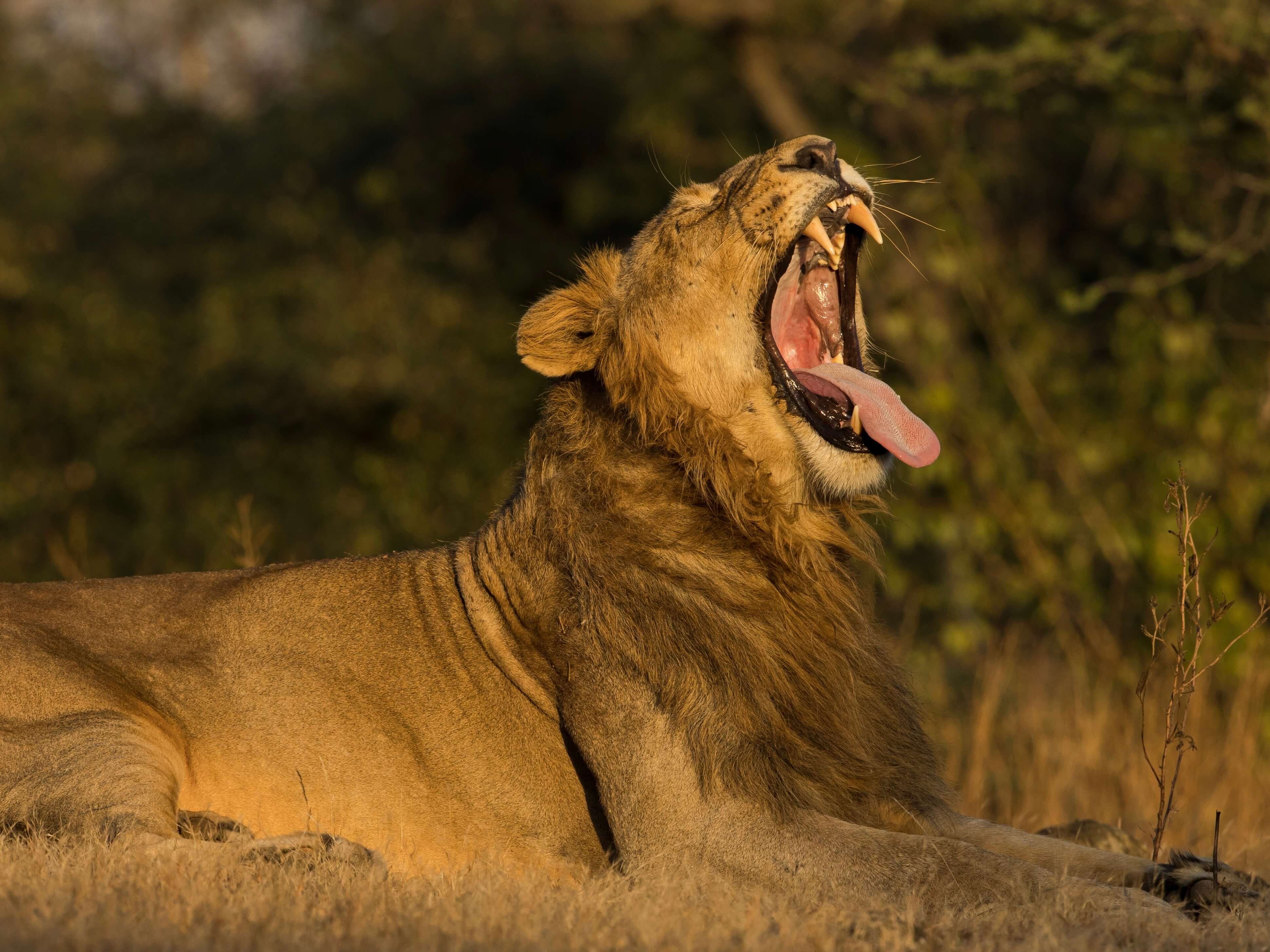A lion yawning in evening light